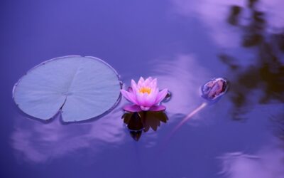 Lila, lavendel, violet en de Kleurencursus