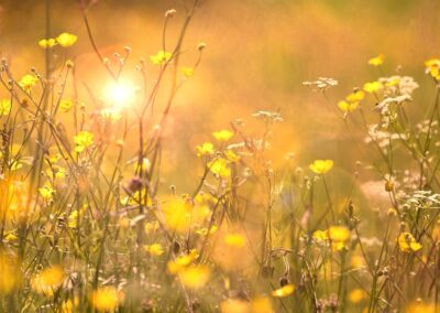 Kracht van Kleur - Geel bloemenveld - Persoonlijk Consult